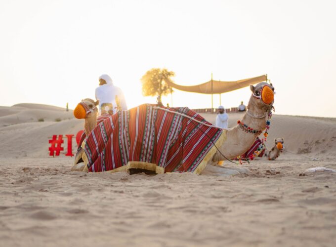 Morning Desert Safari – Dune Bashing & Camel Ride (Min of 4)